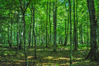 Bialowieza Primeval Ormanı, Polonya ve Belarus 'un manzarası