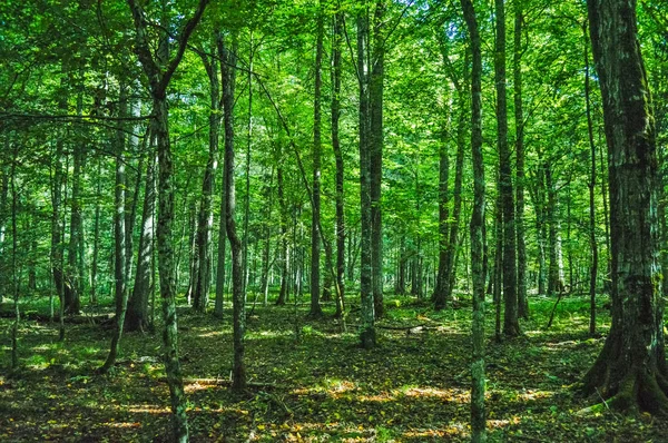 Paisagem Floresta Primeval Bialowieza Polônia Bielorrússia — Fotografia de Stock