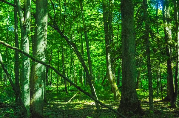 Vista Floresta Primeval Bialowieza Polónia Bielorrússia — Fotografia de Stock