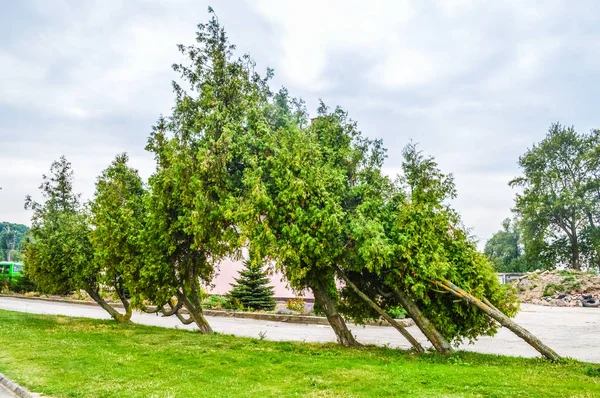 Wiatr Gięcie Niektóre Drzewa Frombork Polska — Zdjęcie stockowe