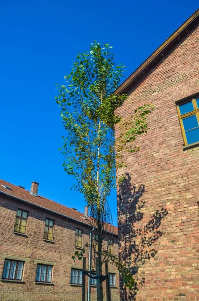 Auschwitz Poland Hazi Ran 2018 — Stok fotoğraf