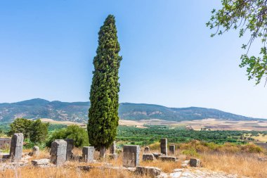 mavi gökyüzü arka planda yeşil ağaç görünümü 
