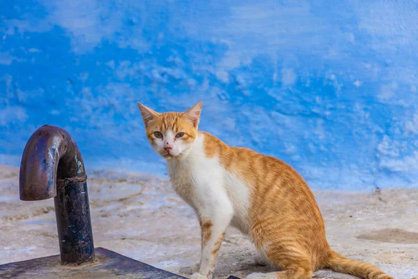 Ritratto Carino Gattino Sfondo Blu Parete — Foto Stock