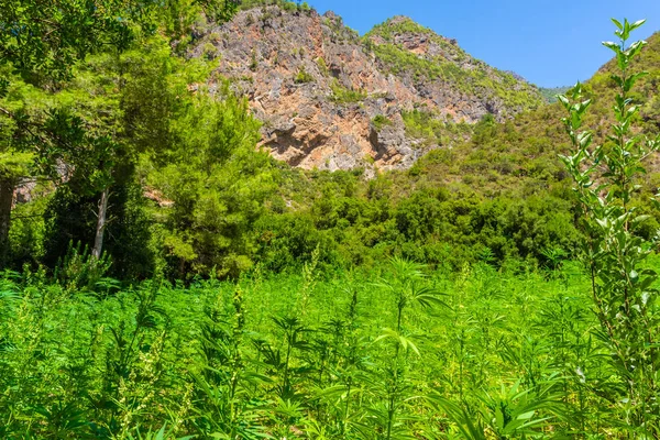 Rif Dağları Nda Geniş Bir Marihuana Tarlası Bölge Fas Dünyanın — Stok fotoğraf