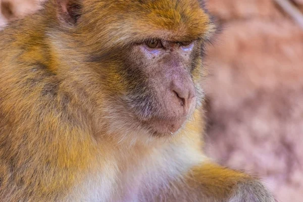 Primer Plano Mono Barbario Marruecos — Foto de Stock