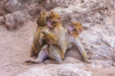 Three wild baby barbary monkeys playing, Morocco clipart
