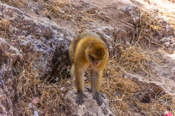 Monos bebés salvajes jugando, Marruecos — Foto de Stock