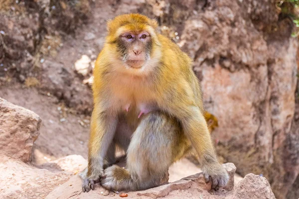 Närbild av en barbarisk apa, Marocko — Stockfoto