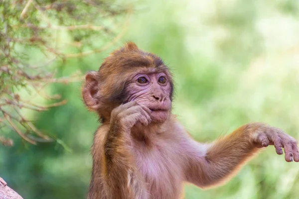 Fas 'ta vahşi bebek barbar maymun