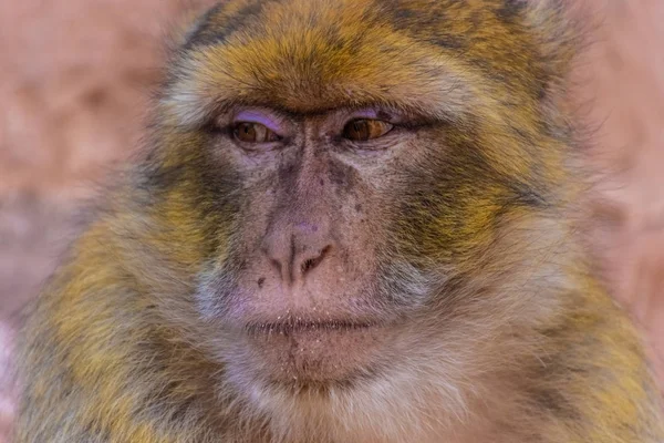 Portrét divoké barbarské opice, Maroko — Stock fotografie