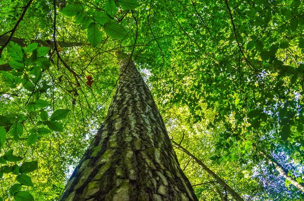 Vysoký strom v pralese Bialowieza, Polsko a Belaru — Stock fotografie