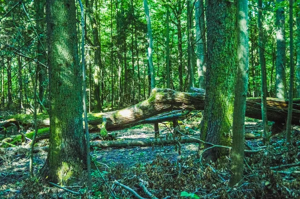 Kilátás Bialowieza Őserdőre Lengyelországra Fehéroroszországra — Stock Fotó