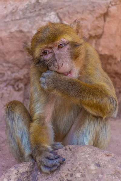 Mono Salvaje Comiendo Marruecos — Foto de Stock