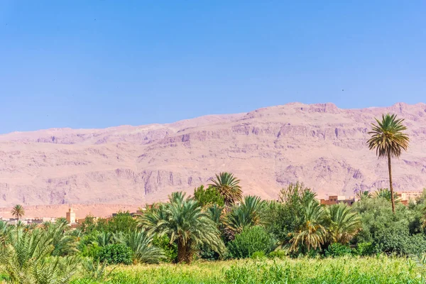 Oasis Tinghir Morocco — Stock Photo, Image