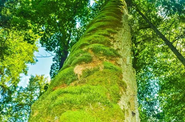 Los Altos Árboles Del Bosque Primeval Bialowieza Polonia Bel — Foto de Stock