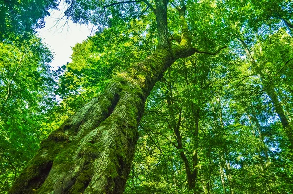 Uma Árvore Alta Floresta Primeval Bialowieza Polônia Bielorrússia — Fotografia de Stock