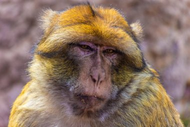 Vahşi Barbary maymun portresi, Fas