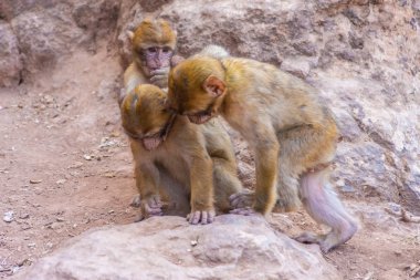 vahşi bebek Barbary maymunlar oynarken, Fas