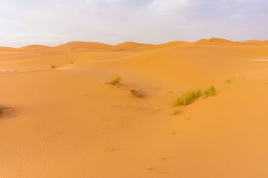 Alacakaranlıkta Sahra Çölü 'nün kumullarının güzel manzarası, Merzouga, Fas