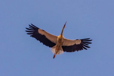 Marakeş, Fas semalarında uçan büyük bir leylek.