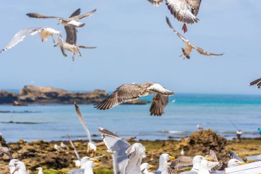 Essaouira, Fas 'ın kayalık sahillerinde martı sürüsü.