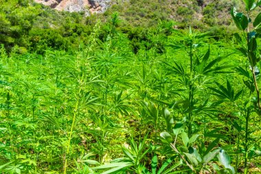 Rif Dağları 'nda geniş bir marihuana tarlası. Bu bölge Fas 'ı dünyanın en büyük esrar tedarikçisi yapıyor..