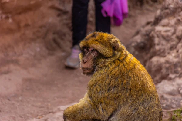 Portret Van Wilde Barbarijse Ape Marokko — Stockfoto