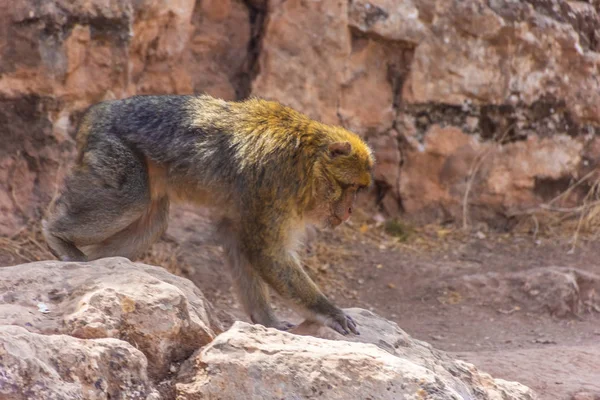Divoký Barbar Opice Maroku — Stock fotografie