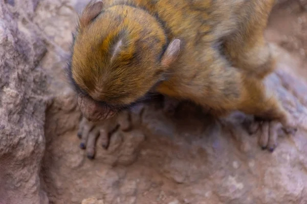 Wild Baby Barbary Monkey Spelar Bergen — Stockfoto