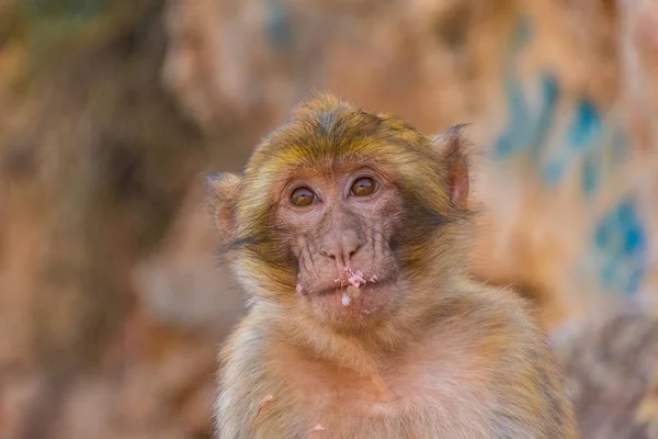 Wild Baby Barbary Monkey Spelar Bergen — Stockfoto