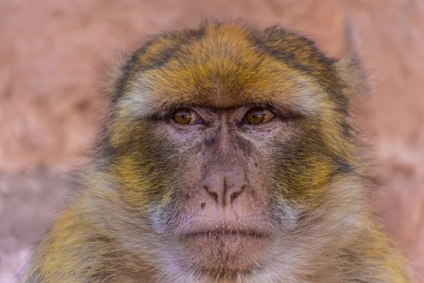 Portrait Singe Barbare Sauvage Maroc — Photo