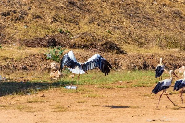 Uitzicht Ooievaars Habitat Overdag — Stockfoto