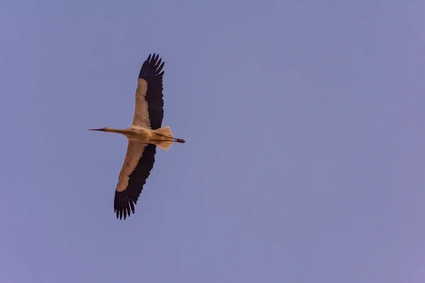 Uma Grande Cegonha Voando Nos Céus Marrakech Marrocos — Fotografia de Stock