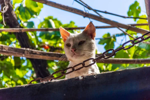 Gatto Chefchaouen Marocco — Foto Stock