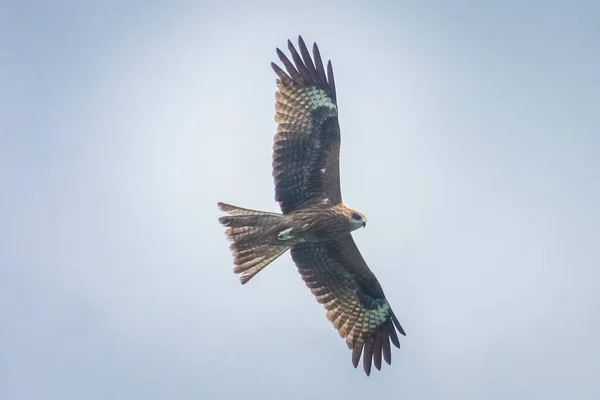 Hawk Voando Sobre Baía Long Vietnã — Fotografia de Stock