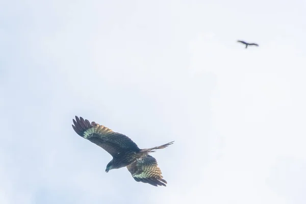 Hawk Voando Sobre Baía Long Vietnã — Fotografia de Stock