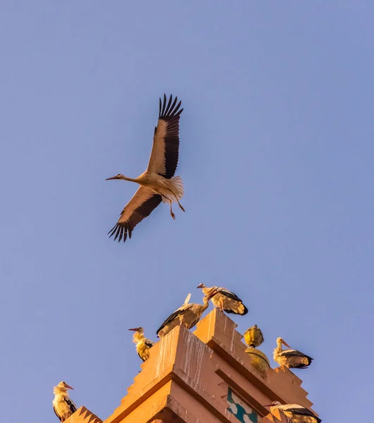 Uma Grande Cegonha Voando Nos Céus Marrakech Marrocos — Fotografia de Stock
