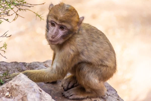 Mono Salvaje Bebé Barbario Marruecos — Foto de Stock