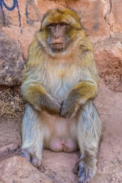 Divoká Opice Sedící Držící Ruce Maroko — Stock fotografie