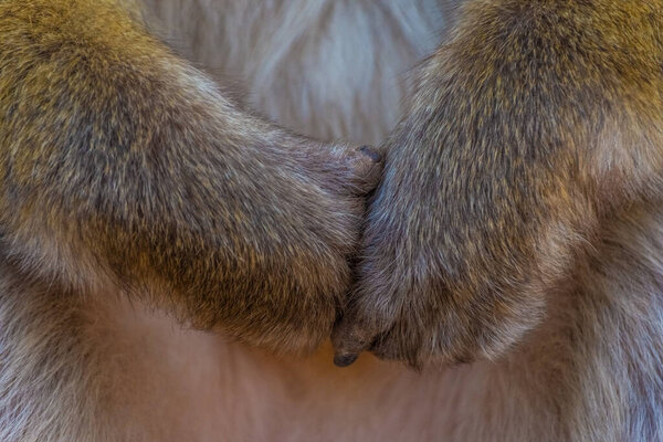 paws of little wild monkey close-up, Morocco