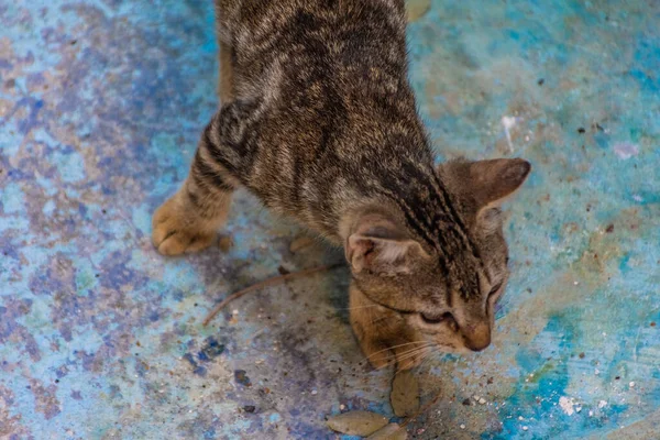 Carino Piccolo Gatto Piedi Sul Pavimento Vista Dall Alto — Foto Stock