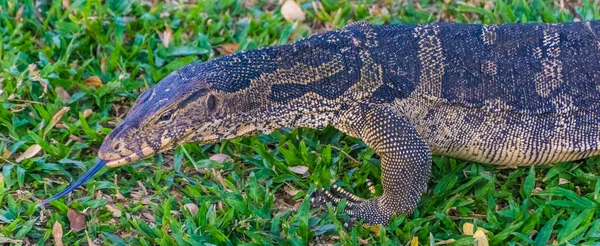 Lagarto Monitor Selvagem Lumphini Park Bangkok Tailândia — Fotografia de Stock