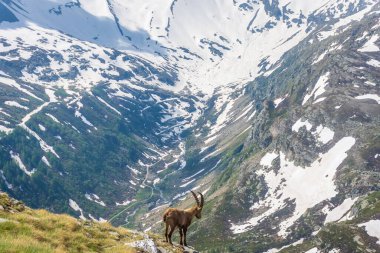 İtalya 'daki Gran Paradiso Ulusal Parkı' nın karlı dağlarında güzel dağ keçisi.