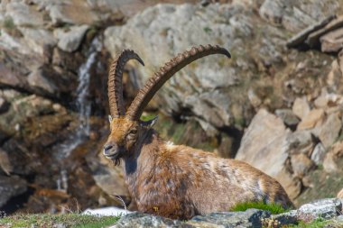 Gran Paradiso Ulusal Parkı, Piedmont, İtalya 'daki dağlarda dağ keçisi.