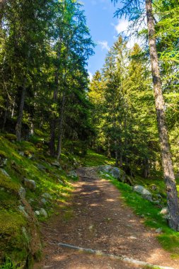 İtalya 'nın Piedmont dağlarındaki orman