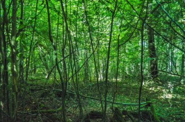 Bialowieza Primeval Ormanı, Polonya ve Belarus 'un manzarası