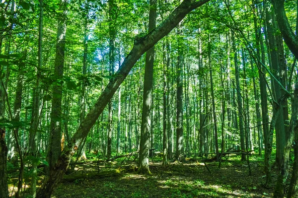 Paisagem Floresta Primeval Bialowieza Polônia Bielorrússia — Fotografia de Stock