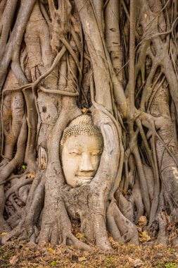 Buda kafası Ayutthaya, Tayland 'da bir Banyan ağacına gömülü.