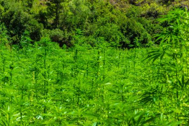 Rif Dağları 'nda geniş bir marihuana tarlası. Bu bölge Fas 'ı dünyanın en büyük esrar tedarikçisi yapıyor..
