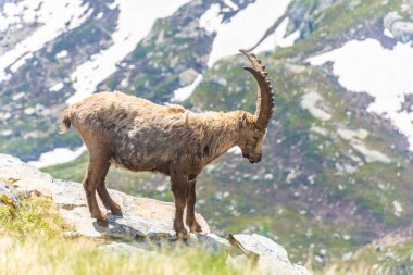 İtalya 'daki Gran Paradiso Ulusal Parkı' nın karlı dağlarında güzel dağ keçisi.